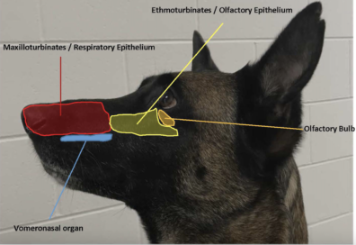A German shepherd with the olfactory system labeled: vomeronasal organ, ethmoturbinates, maxilloturbinates, olfactory bulb